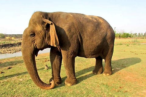 Asia's Oldest Female Elephant Vatsala Death in Panna Tiger Reserve in Madhya Pradesh