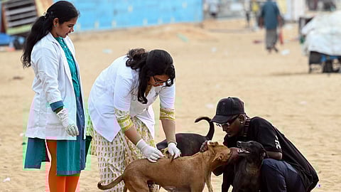 Animal Birth Control Program in Chennai
