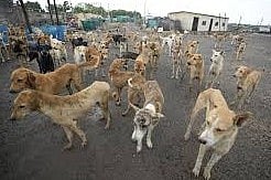 Supreme Court Of India on Delhi Street Dog Issue