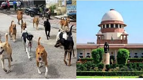Supreme Court Of India on Stray Dog Menace in Delhi