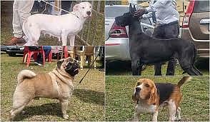 Microchip Mandatory for Pet Dogs in Chennai