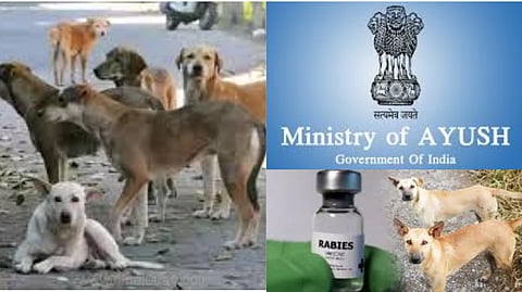 Central Health Ministry Advice To Street Dog Bite Victims in Tamil