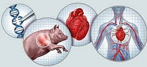 Pig Lung to Human Transplant Research in China