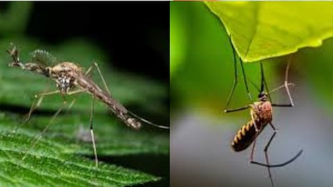 Scientists surprised by the discovery of mosquitoes that can survive in extreme cold in Iceland