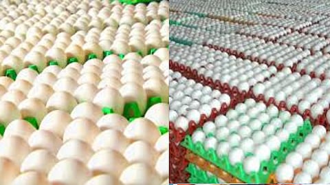 Namakkal Egg Wholesale Rate Today Prices Have Reached Unprecedented Historic high of Rs. 6.10