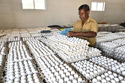 Namakkal Wholesale Egg prices at continuous Increasing are Christmas New Year 2026 festive season is Reason?