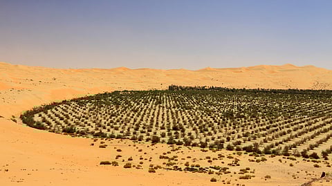Saudi Green Initiative Vision 2025 2030 Saudi Arabia Desert To Green Project Planting 10 Billion Trees