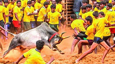 Pongal Jallikattu 2026 event Begins in Tamil Nadu, from its beginning to end full details of Jallikattu 2026 date and Time in Tamil