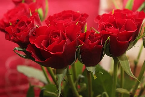 Valentine's Day: The price of roses has increased two to three times.