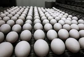 Iran-Israel war - Namakkal egg exports suffer losses of Rs. 5 crore
