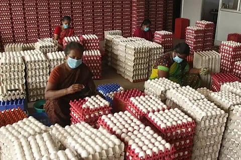350 core eggs stuck on ship due to war tension: Namakkal egg exporter informs