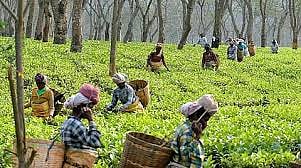 Assembly elections held in Kerala, Tamil Nadu plantation workers banned from entering the state