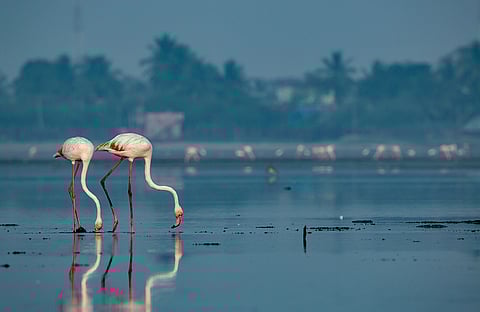 Relief for Chennai Amidst Summer Heat: Major Lakes Hold 70% Water Stock; Total Water Reserve Stands at 8.237 TMC!