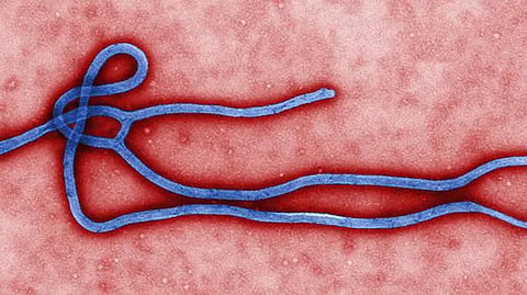 Ebola virus threatens Africa, emergency declared in Africa
