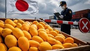 Tamil Nadu farmers are facing a setback as Japan has banned the import of Indian mangoes
