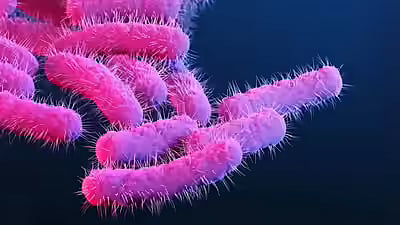 Shigella outbreak: Death toll in Kerala rises to 6; government intensifies precautionary measures.
