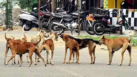 Madras High Court orders a ban on measures to control stray dogs in areas surrounding educational institutions.
