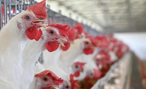 Protest to halt broiler chicken sales on the 31st: ₹30 crore loss.