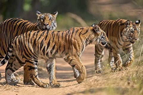 World Tiger Day observed today, India  achieving success by employing excellent methods for tiger conservation