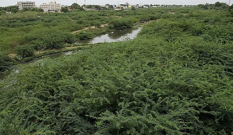 Retired Judge Declines ₹3 Lakh Monthly Pay for Seemai Karuvelam Eradication Drive