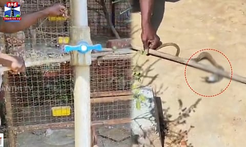 லவ் பேர்ட்ஸ் கூண்டுக்குள் புகுந்த நல்ல பாம்பு
