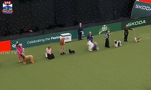 இங்கிலாந்தில் தொடங்கிய புகழ்பெற்ற நாய்கள் நிகழ்ச்சி