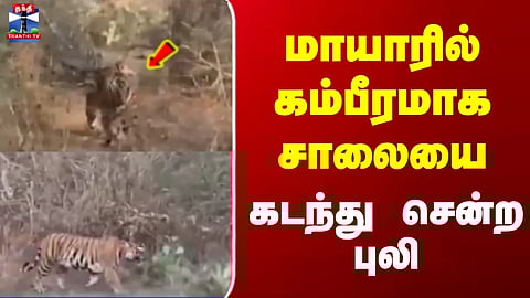 Nilgiris | மாயாரில் கம்பீரமாக சாலையைக் கடந்து சென்ற புலி