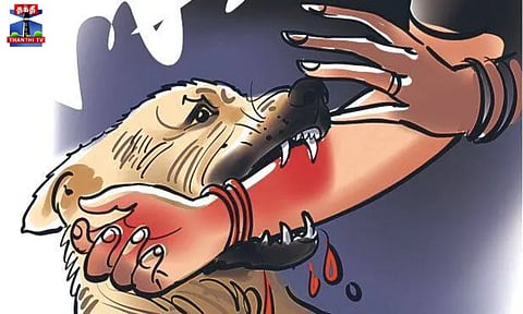 திருப்பூர் - சிறுமியை கடித்துக் குதறிய தெருநாய்