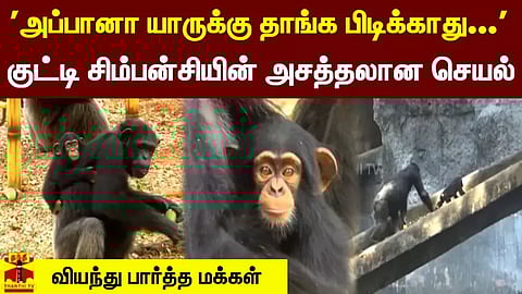 'அப்பானா யாருக்கு தாங்க பிடிக்காது...' குட்டி சிம்பன்சியின் அசத்தலான செயல் - வியந்து பார்த்த மக்கள்
