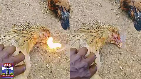 இறந்த கோழியின் வாயில் இருந்து நெருப்பு