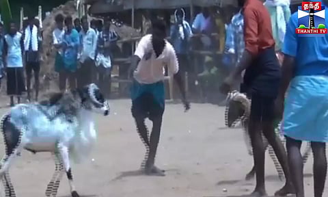 கிடா முட்டு போட்டி - மோதிக்கொண்ட கிடாக்கள்