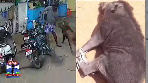 பவானிசாகர் நகர்ப் பகுதியில் மனிதர்களை தாக்கும் காட்டுப் பன்றியை லாவகமாக பிடித்த வனத்துறையினர். பொதுமக்கள் நிம்மதி