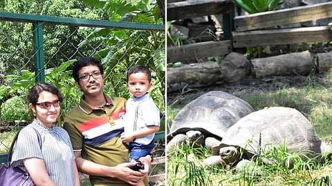 The Al-Dabra Giant Tortoise is endemic to the Indian Ocean island nation of Seychelles