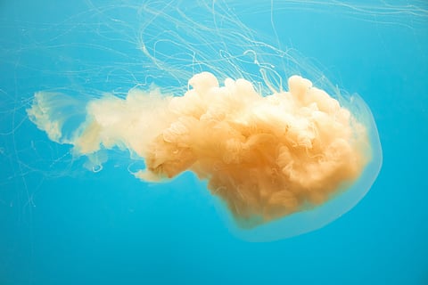 Jellyfish swarms sting beachgoers in Goa