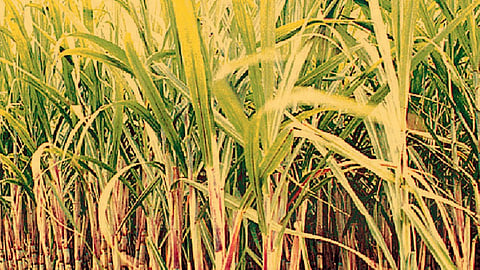 Sugarcane Farming