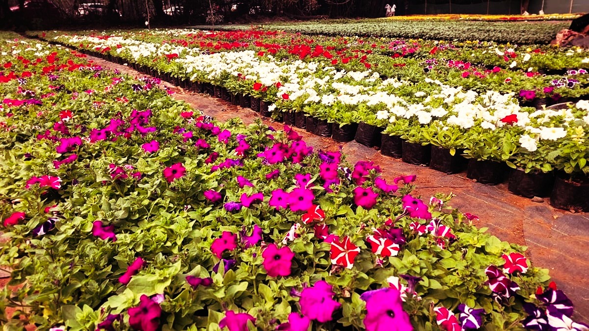 Flower Show at Empress Garden