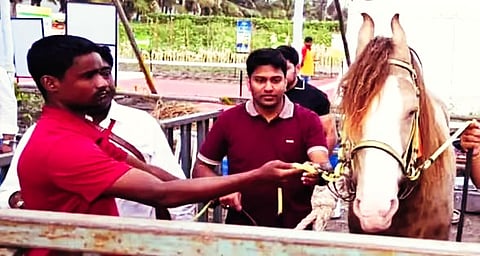 Majestic ₹11 Crore Marwari Horse Azlaan