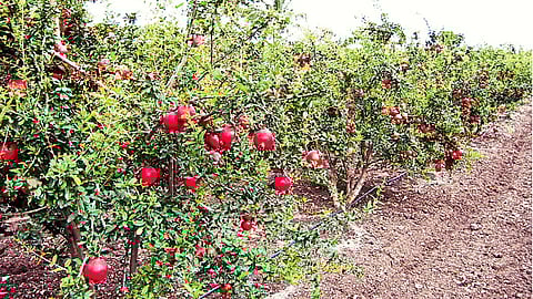 Pomegranates