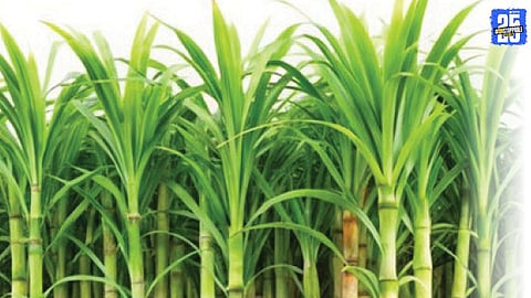 AI Farming for Sugarcane