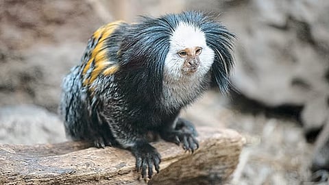 Rajiv Gandhi Zoological Park to Introduce Marmosets, Tamarins, and Dhole