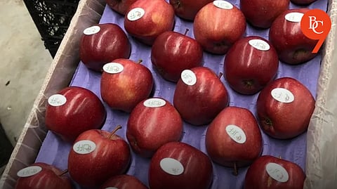 Pune Traders Boycott Turkish Apples: Local Fruit Sellers Take a Stand for Indian Farmers