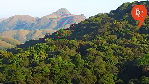 India’s Forest Crisis: 18,200 Hectares of Primary Forest Lost in 2024, 2.31 Million Hectares Gone Since 2001
