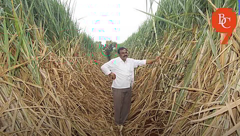 AI in Agriculture: Progressive Farmers Urge Peers to Embrace Technology for a Smarter Future