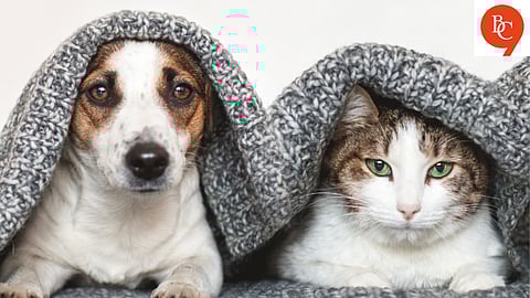 Pets in Monsoon: How to Keep Them Safe and Dry