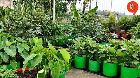 Best Plants to Grow During the Indian Monsoon — Easy Methods to Take Care of Them