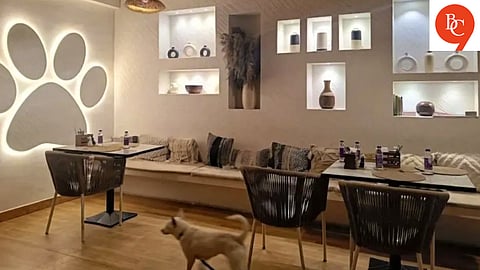 Pet-Friendly Cafes in Pune That Your Furry Friend Will Love Too