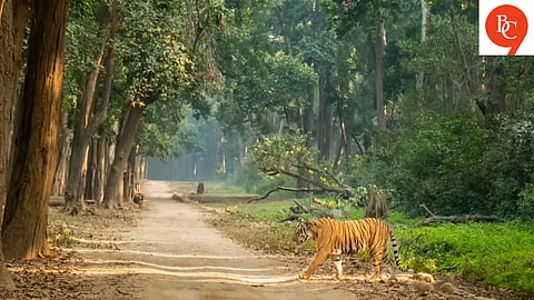 Monsoon Safari Experiences Across India