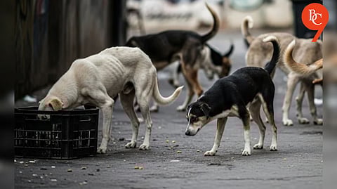 Pune to Get Designated Feeding Spots for Stray Dogs