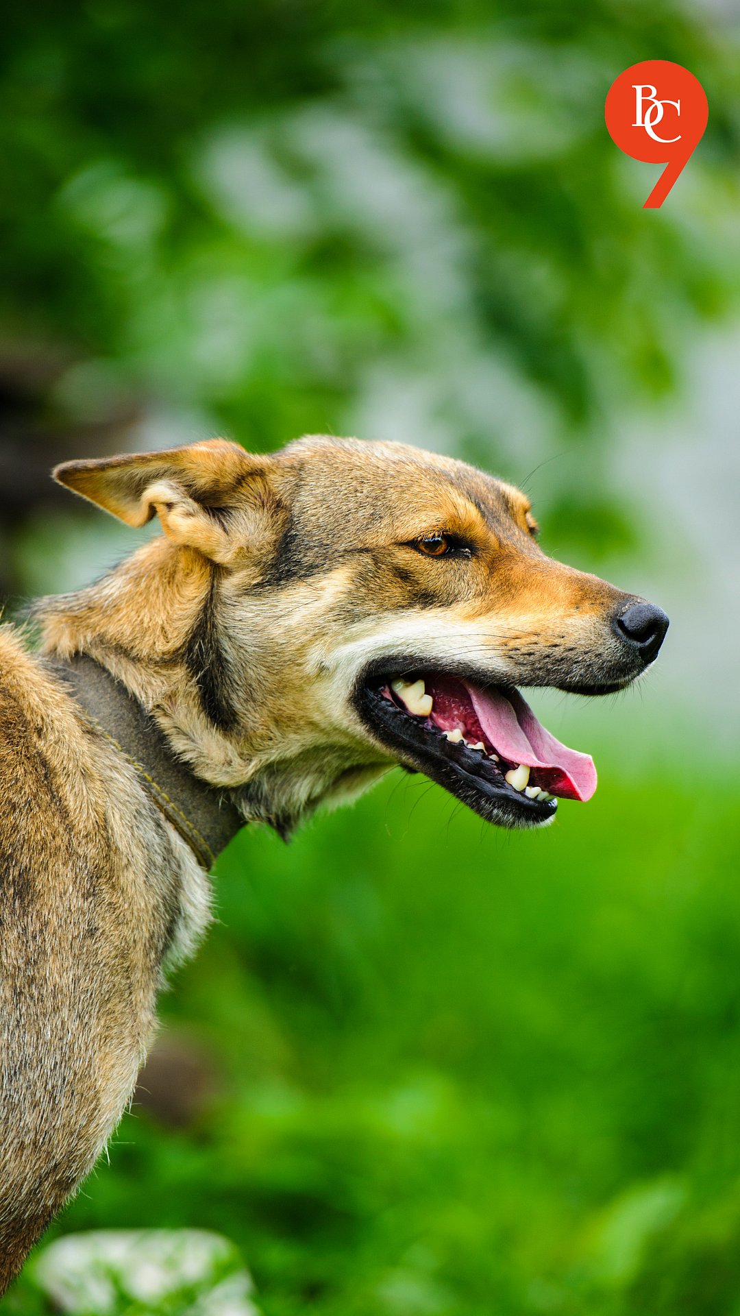World Rabies Day 2025: Significance, Symptoms, Prevention & India’s ...