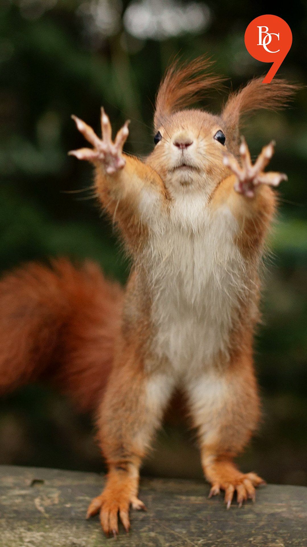 10 Surprising Facts About Squirrels You Won't Believe!